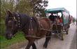 Stage : ferme pédagogique